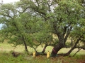 johnkingranch0508-005