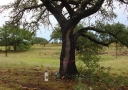 johnkingranch0508-007