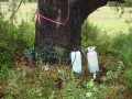 johnkingranch0508-011
