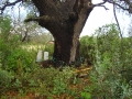 johnkingranch0508-012