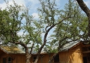 johnkingranch0508-016