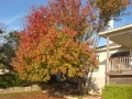 tree-cabling-01