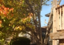 tree-cabling-02