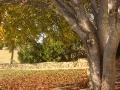 tree-cabling-03