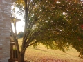 tree-cabling-05
