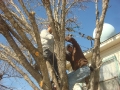 tree-cabling-06
