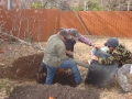 tree-fertilization-03