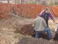 tree-fertilization-04