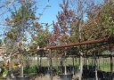 tree-fertilization-05