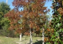 tree-fertilization-06