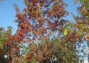 tree-fertilization-07