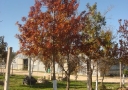 tree-fertilization-08