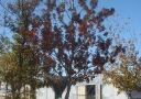 tree-fertilization-09