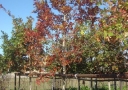 tree-fertilization-10