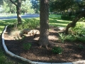 austin tx tree servicing