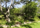 tree-trimming-austin-tx