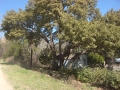 tree-trimming-06