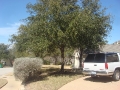 tree-trimming-09