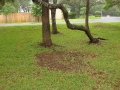 tree-trimming-20