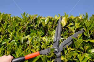 pruning, hedge trimming, shrub trimming