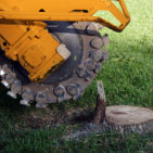 stump removal, stump grinding, remove a stump