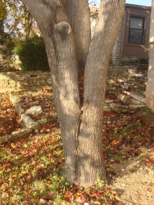 Weakened tree crotch
