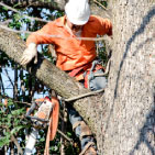 tree trimming, trim a tree